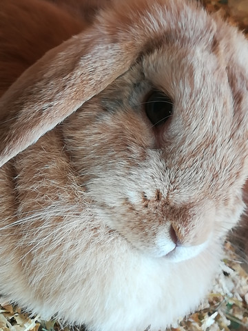 Kaninchen Mit Komischen Augen Tiere Haustiere Hasen