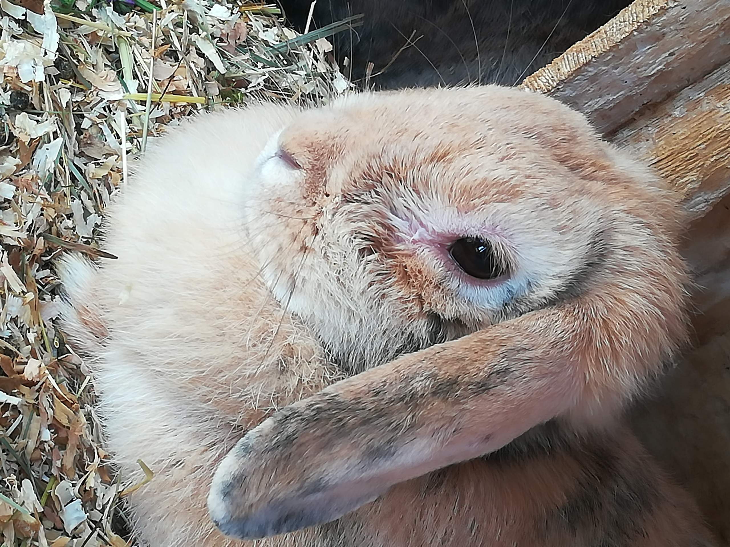 Kaninchen mit komischen augen? (Tiere, Haustiere, Hasen)