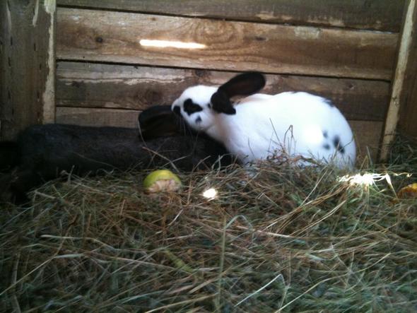 Meine zwei weiblichen Kaninchen. - (Tiere, Kaninchen, Hasen)