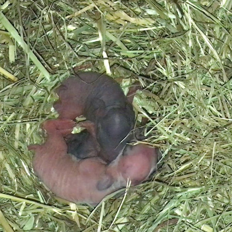 Kaninchen Foto 2 - (Tiere, Kaninchen, Nachwuchs)