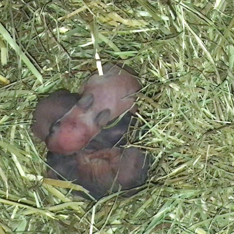 Kaninchen Foto 3 - (Tiere, Kaninchen, Nachwuchs)