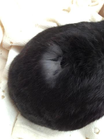 Kaninchen - Loch am Rücken durch rausreißen des Fells - (Haare, Haut, Kaninchen)