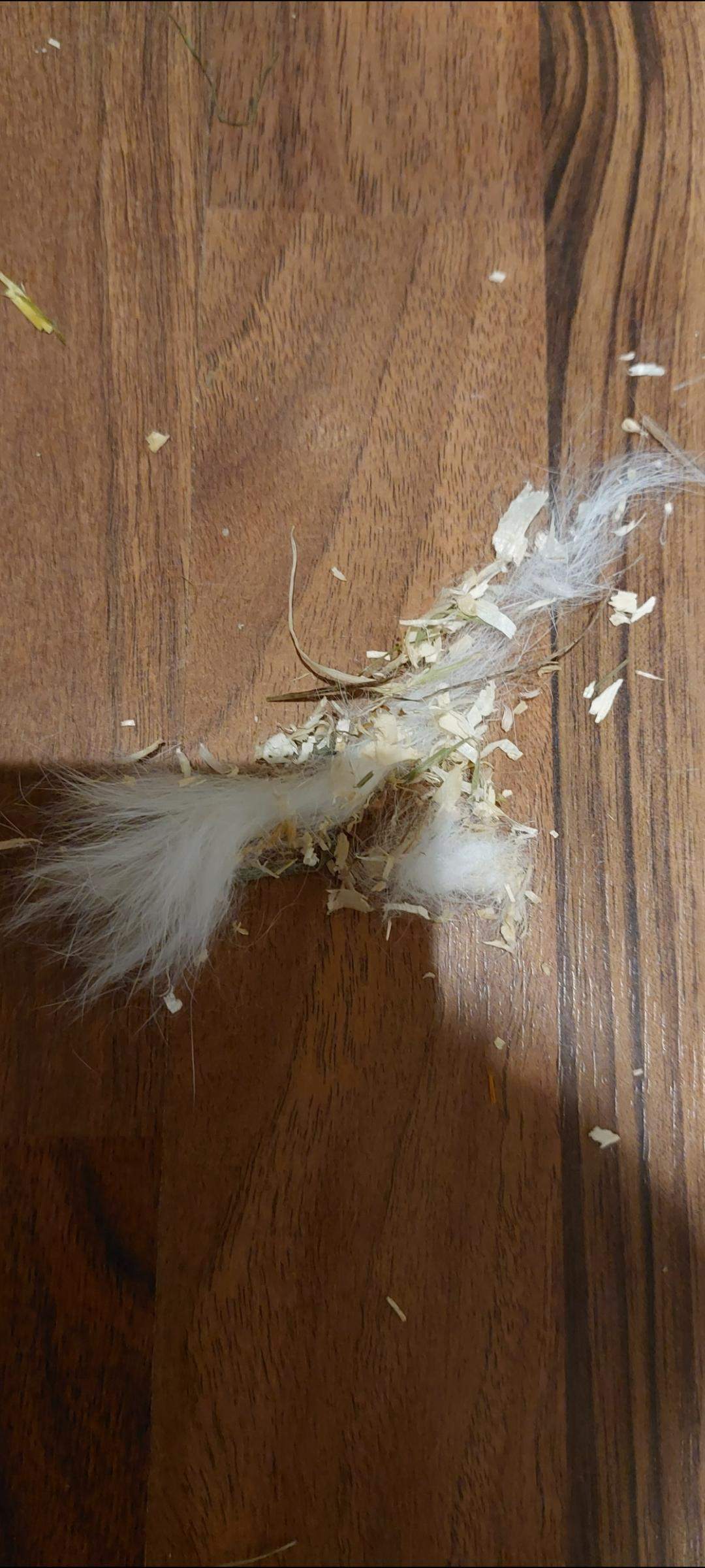 Kaninchen rupft sich selbst Fell? (Gesundheit, Tiermedizin, Hasen)