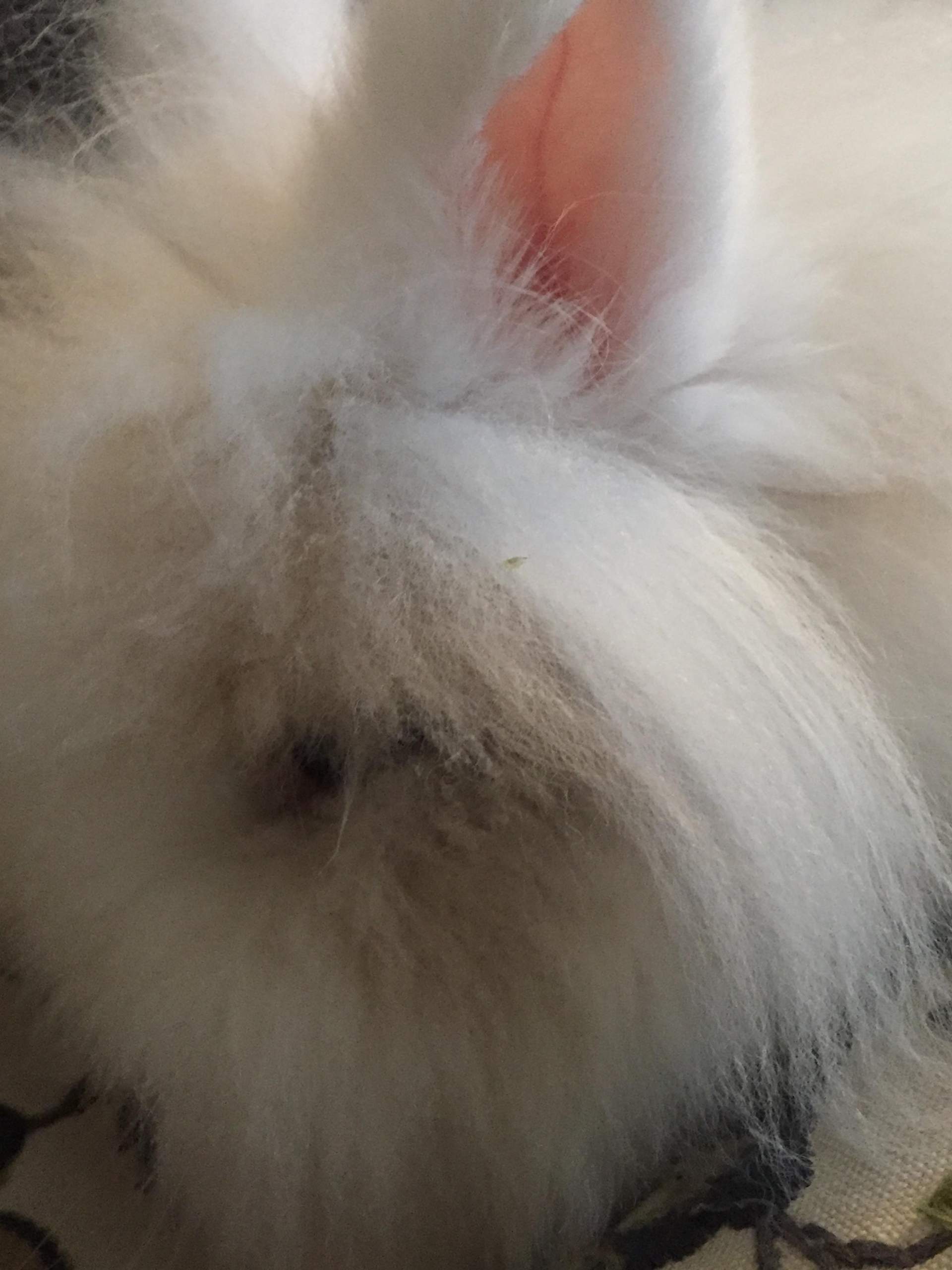 Kaninchen sehr grosse Mähne und sieht fast nichts mehr aus dem Auge ... Kaninchen sehr grosse Mähne und sieht fast nichts mehr aus dem Auge ...