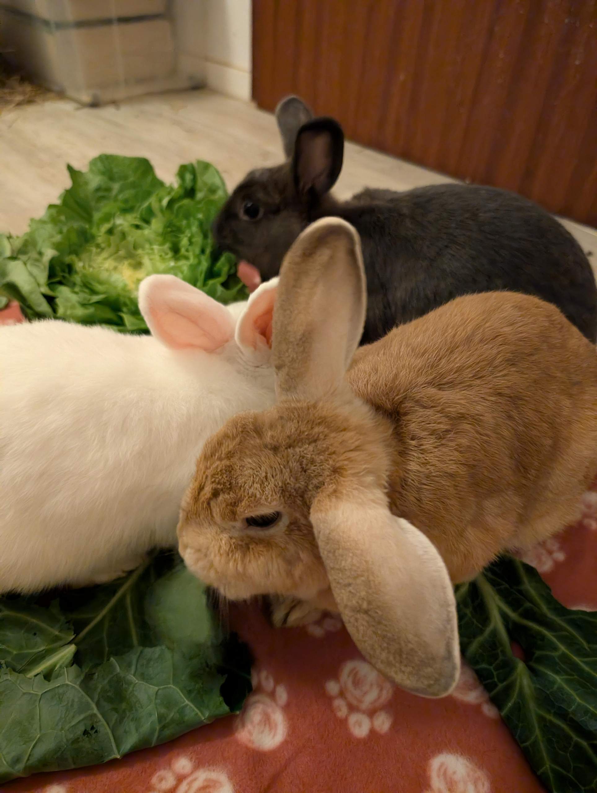 Kaninchen sehr Mager Mangel an weißen Blutkörperchen, was tun ... Kaninchen sehr Mager Mangel an weißen Blutkörperchen, was tun ...