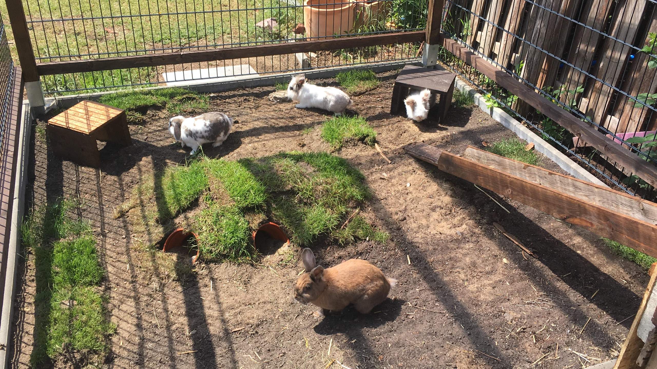 Kaninchen spurlos aus Gehege verschwunden? Hilfe!?
