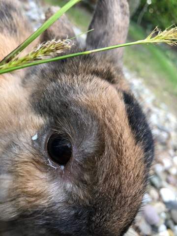 Kaninchen Weisser Schleim Am Auge Tiere Augen Haustiere