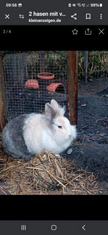  - (Kaninchen, artgerechte Haltung, Kaninchenhaltung)