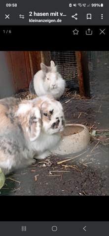  - (Kaninchen, artgerechte Haltung, Kaninchenhaltung)