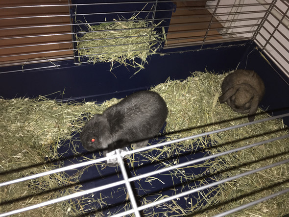 - (Tiere, Haustiere, Kaninchen)