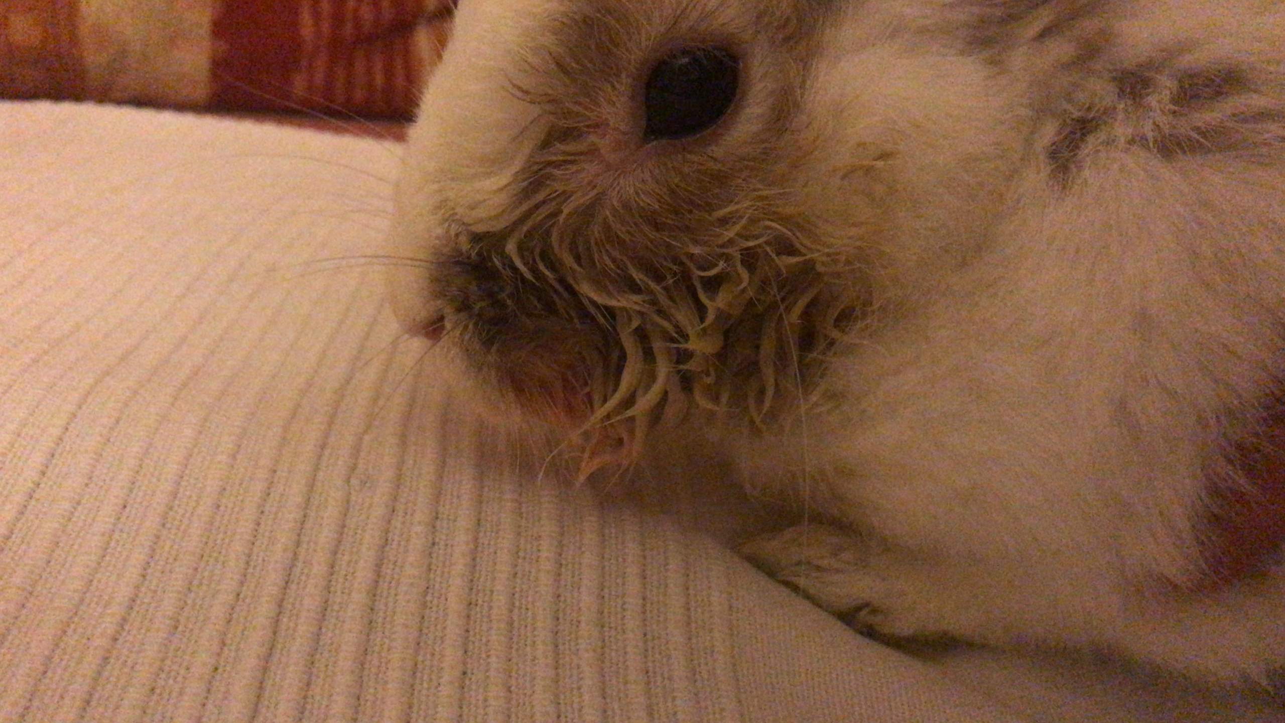 Kaninchen?ist der krank? (Haustiere, Hasen)