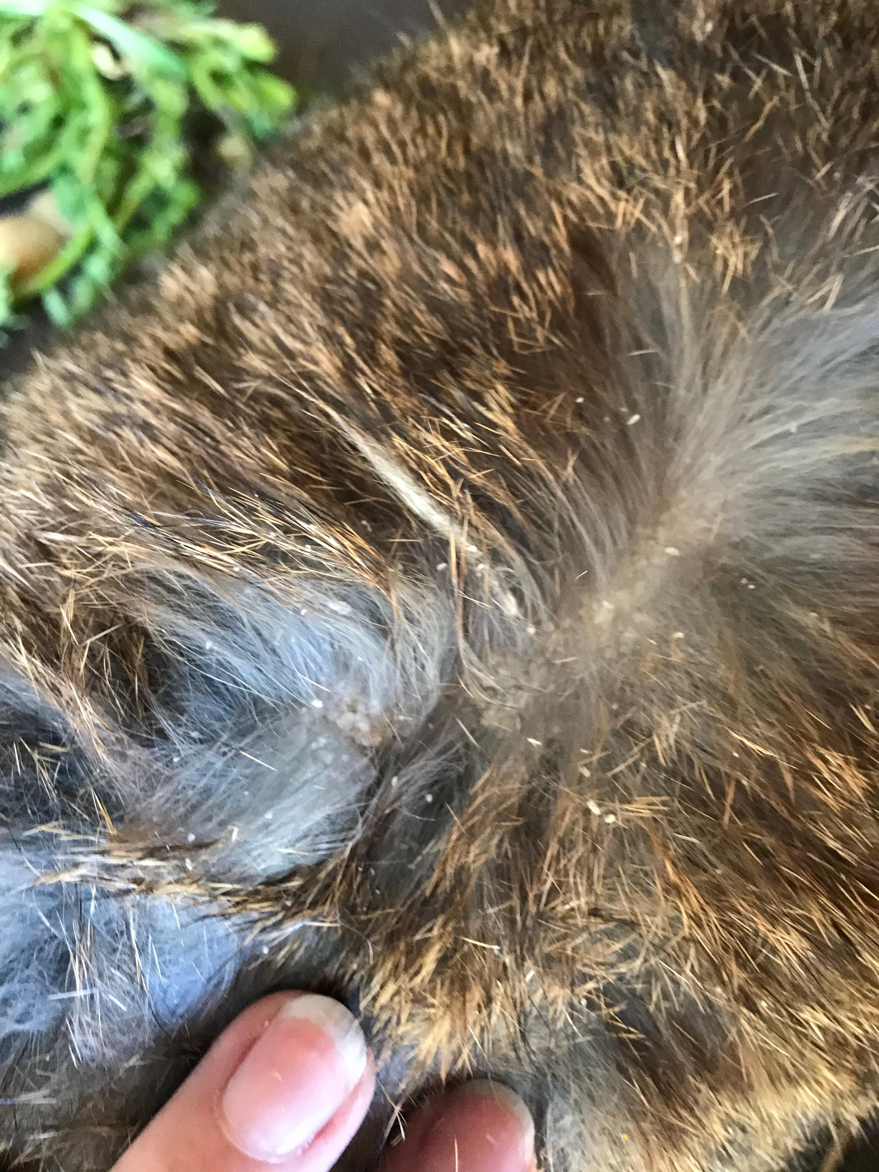 Kaninchenmilben Kaninchen Milben