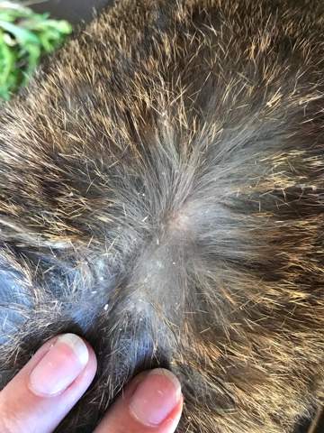 Kaninchenmilben Kaninchen Milben