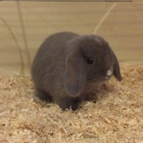 Kaninchenpaar Namen Kaninchen Kaninchennamen