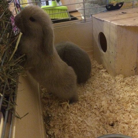 Kaninchen Namen Weiblich Tiernamen Weiblich 2020 01 21