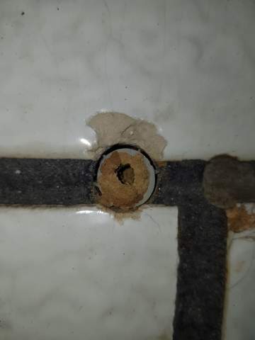 Kann aus einer Insekten Brutkammer in einer Mauer nach einem Jahr noch etwas schlüpfen?
