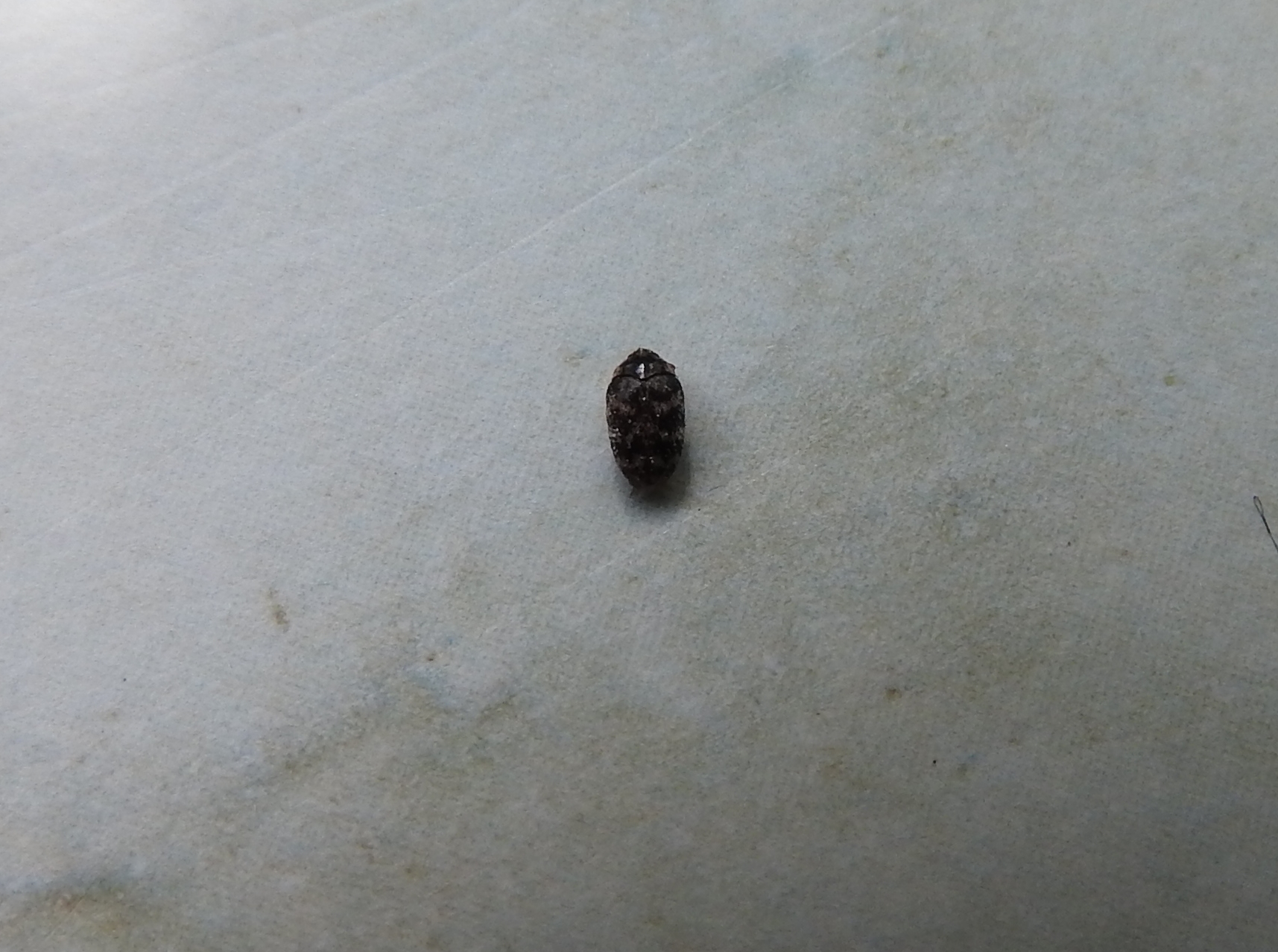 Käfer In Der Küche Bestimmen | Kuche DE