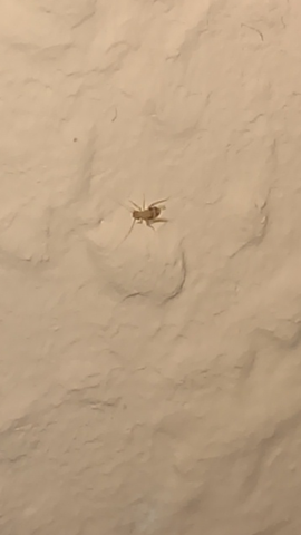 Kann Das Ein Floh Sein Insekten Ungeziefer Flohe