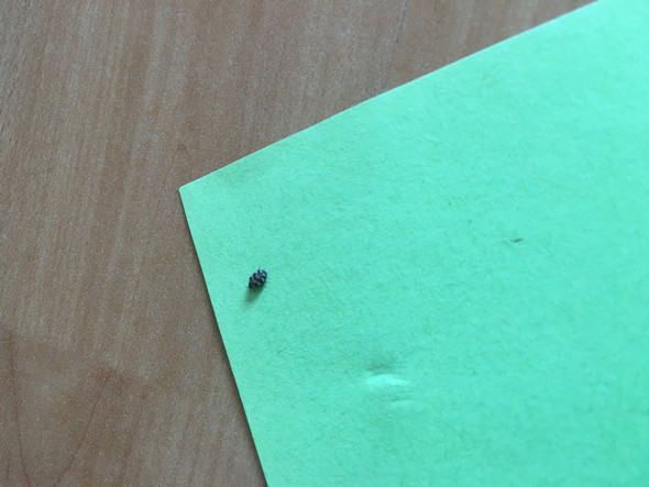 Kann Das Eine Bettwanze Sein Tiere Insekten Bett