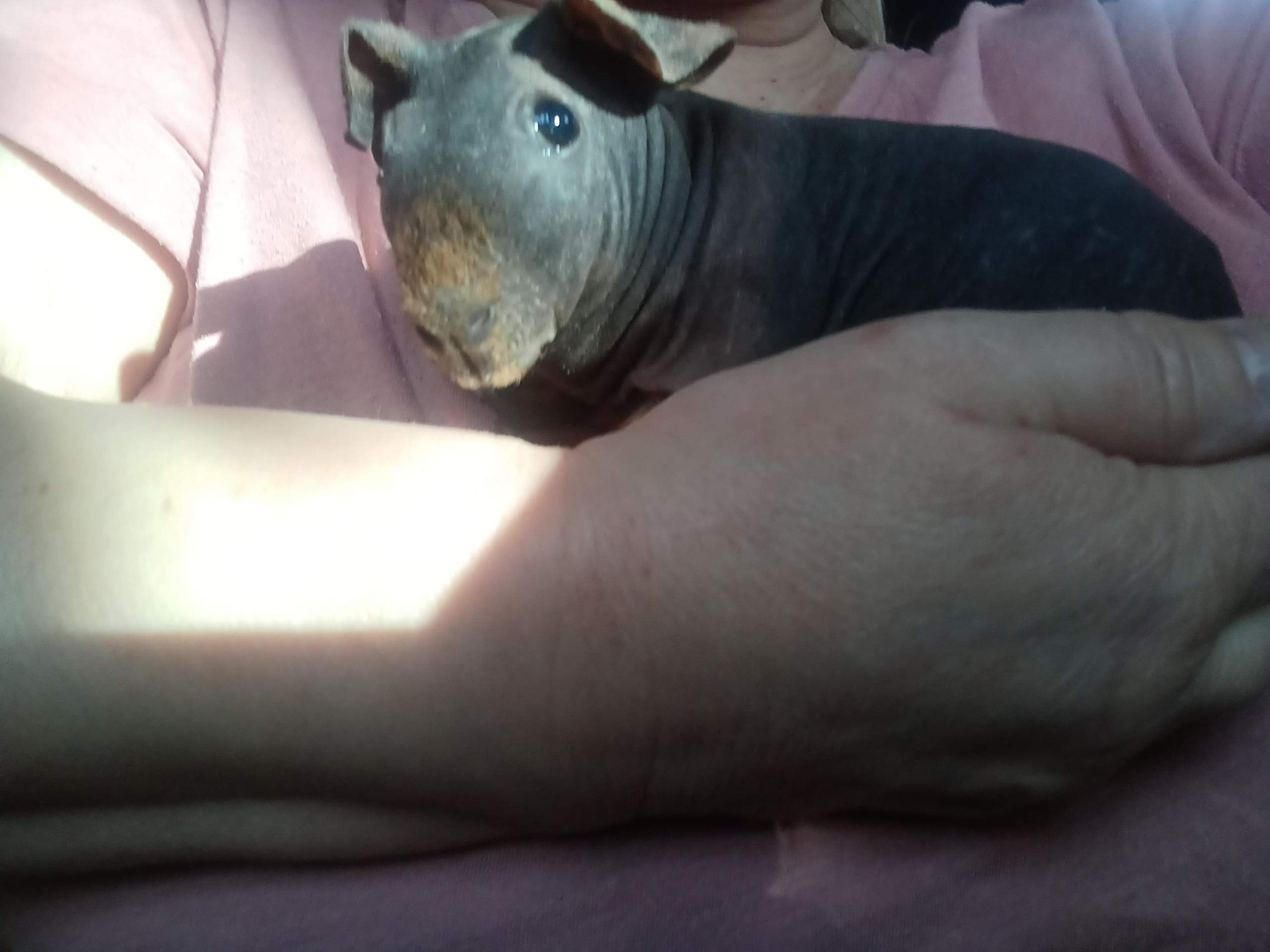 Kann Mich Mein Chef Zwingen Die Schicht Zu Wechseln Kann das Veterinäramt mich zwingen, Tiere zu BEHALTEN, die ich nicht