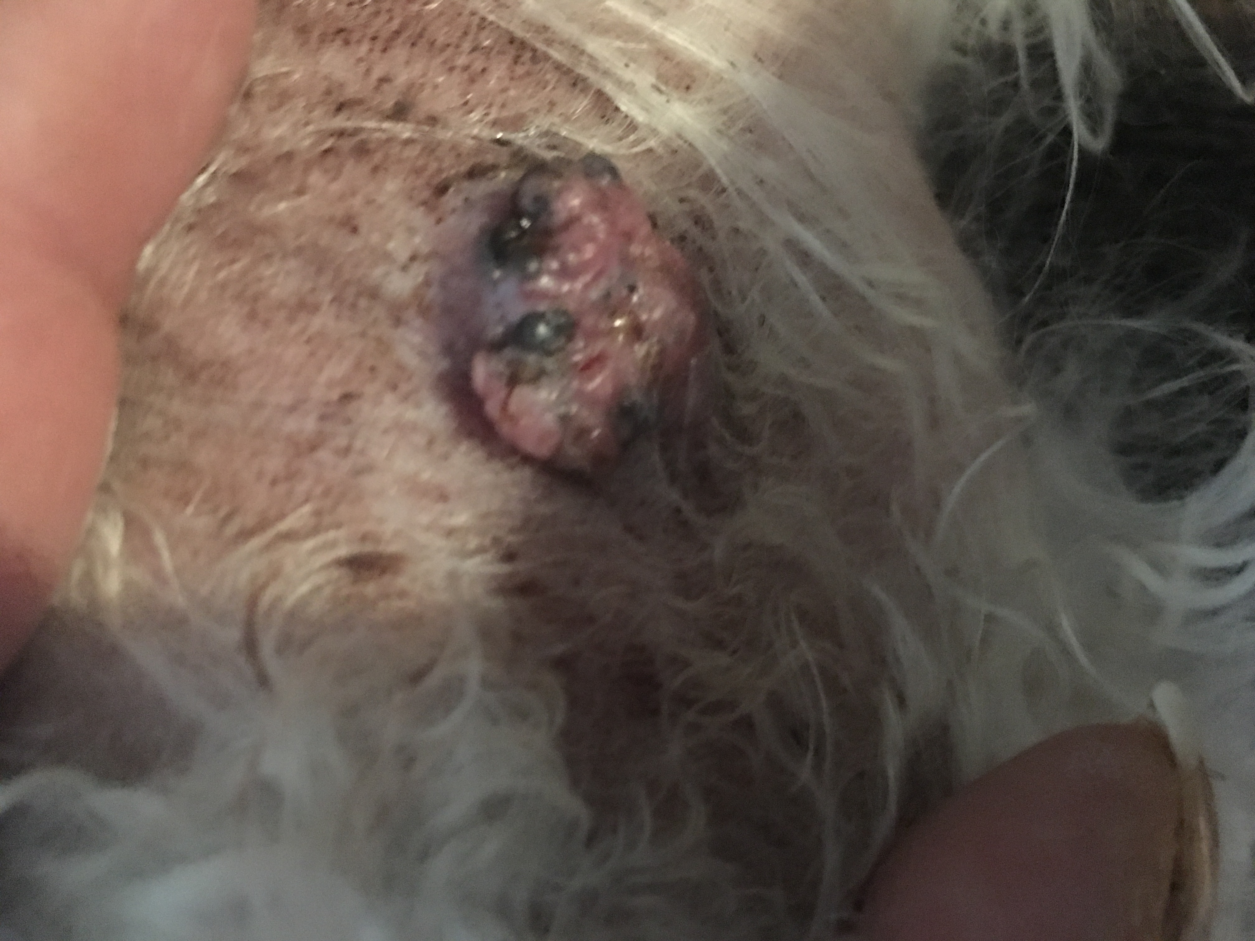 pickel hund ausdrücken