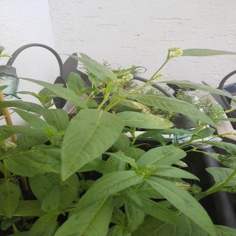 Bild 2 - (Garten, Pflanzen, Natur)