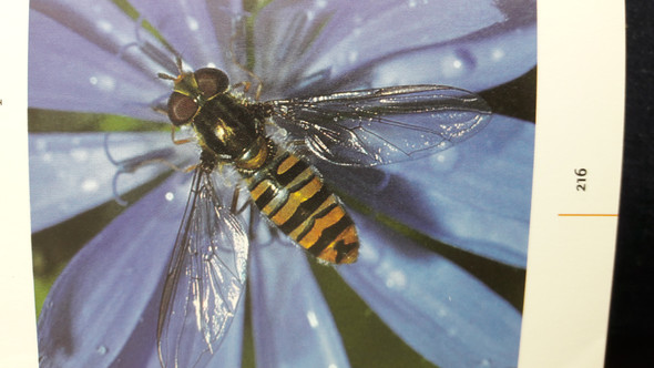  - (Beauty, Insekten, Schwebfliege)