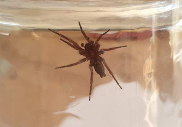 - (Spinnen, Spinne, Spinnentiere)
