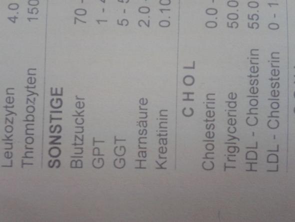 Großes Blutbild Hund Kosten