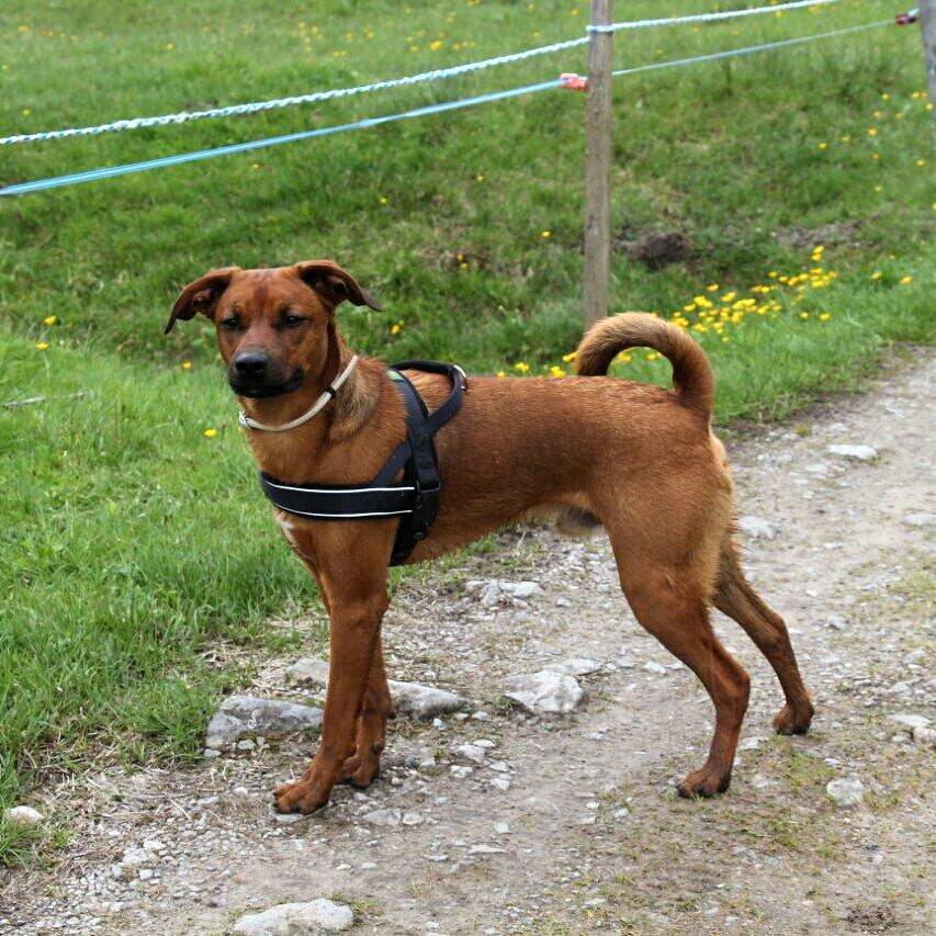 Kann ein Hund mit Ringelrute schlechter schwimmen?