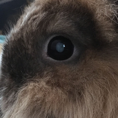 weißer Fleck im Auge - (Kaninchen, Blindheit, Kaninchen blind)