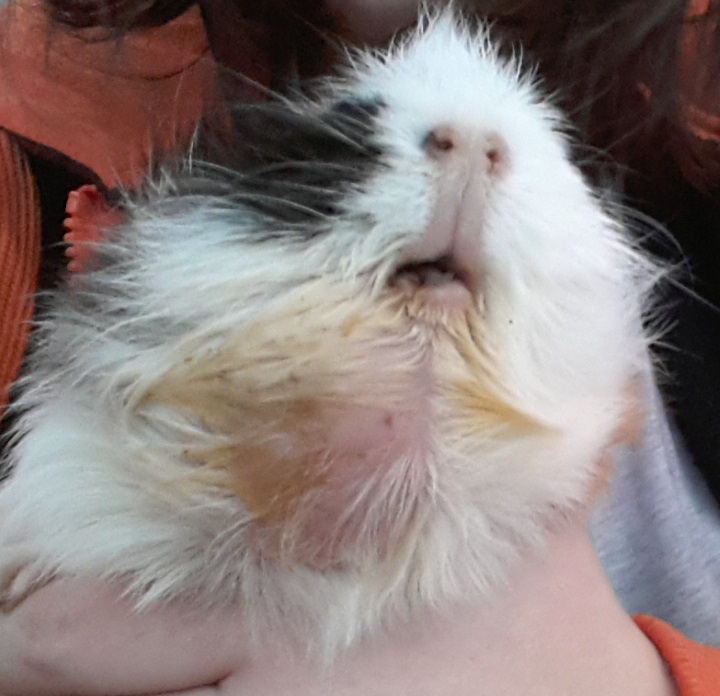 Kann ein Meerschweinchen mit einem Abzess leben? (Tiere, Haut, Tierarzt)