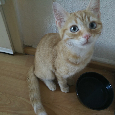 Kann Eine Red Tabby Katze Nach 5 Monaten Blaue Augen Haben 5 Monate