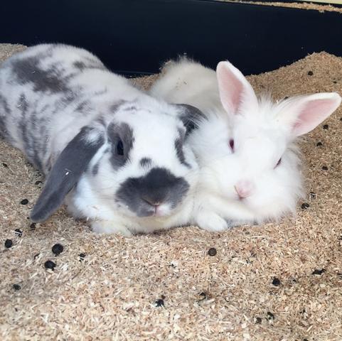 Bunny & Günther - (Tiere, Kaninchen, Tierhaltung)