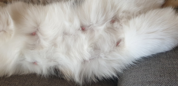 Kann Es Sein Das Unser Kleine Trachtig Ist Tiere Katze Katzen