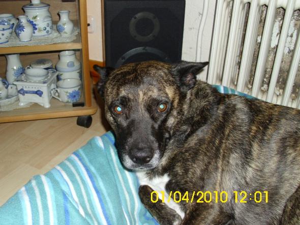 Kann ich mit meiner HerderMix Hündin nach Holland einreisen? (Hund