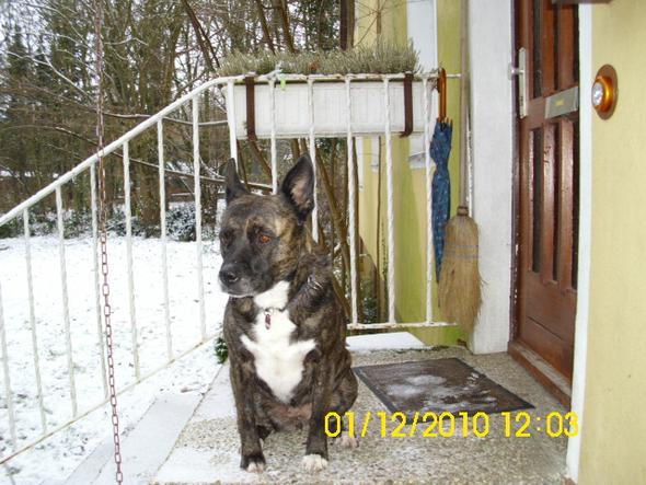 Kann ich mit meiner HerderMix Hündin nach Holland einreisen? (Hund