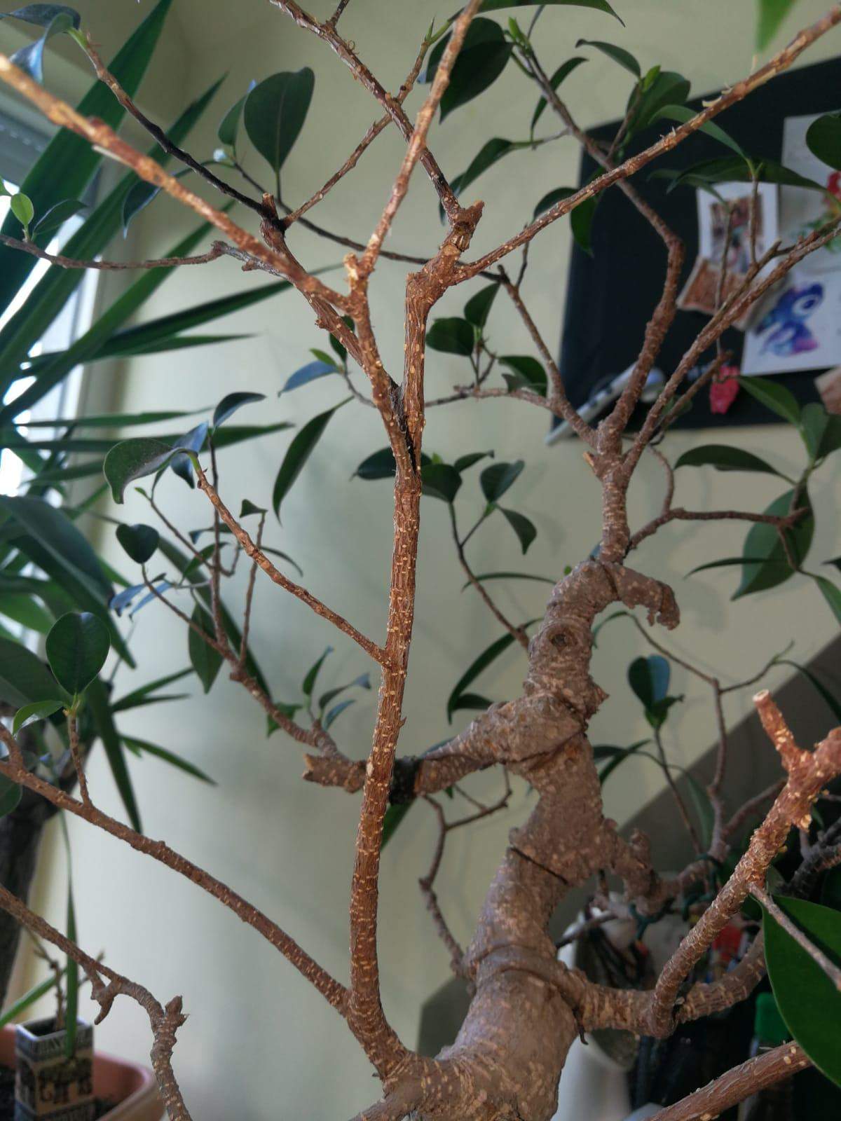 Kann ich Bonsai Äste/Blätter weiter unten wachsen lassen? (Pflege