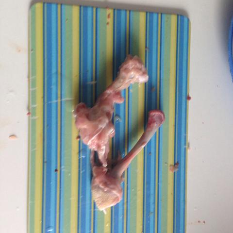 Die Knochen - (Tiere, Hund, Knochen)