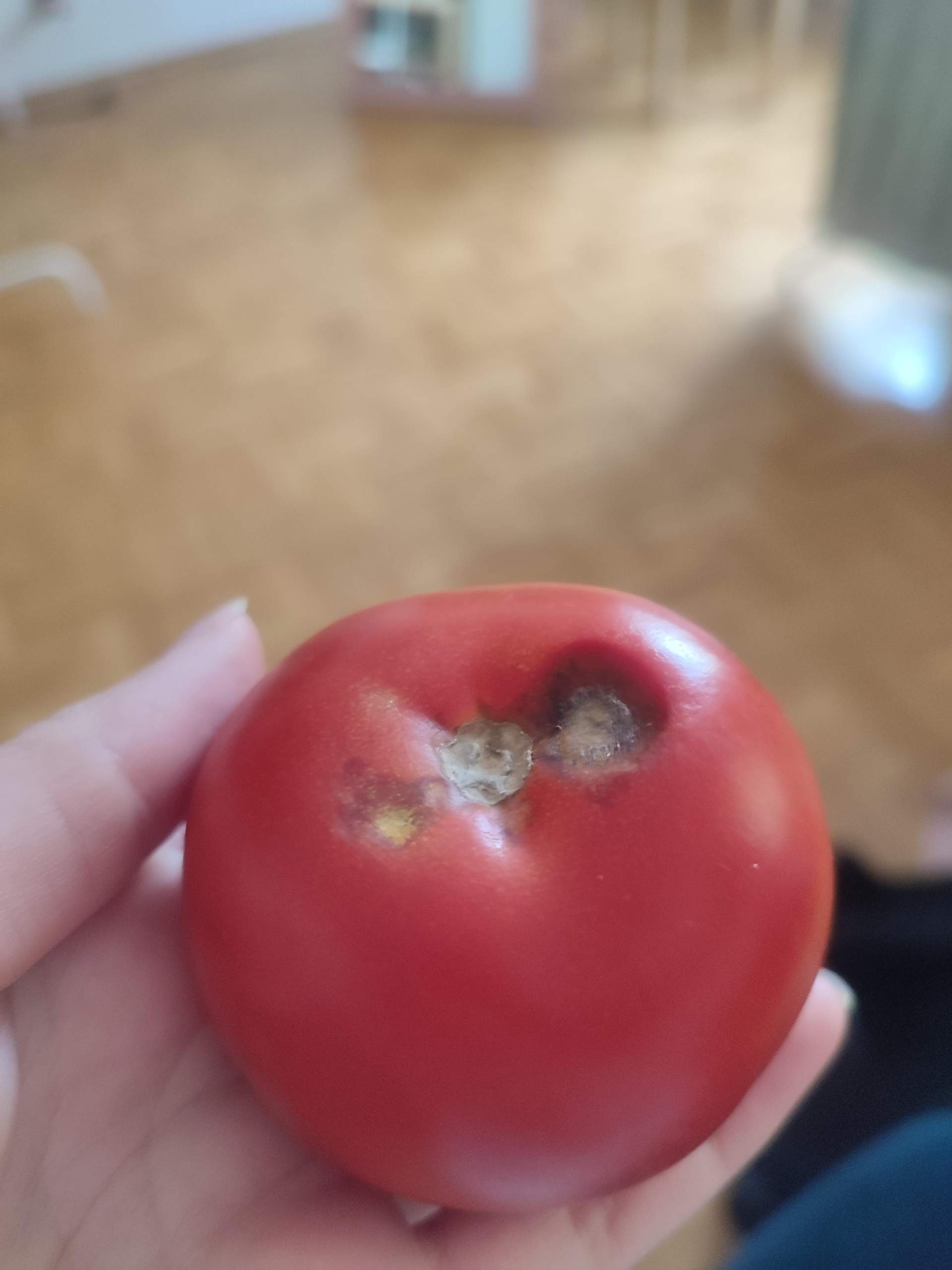 Kann ich die Tomate noch essen? (Ernährung, gesunde Ernährung, Schimmel)