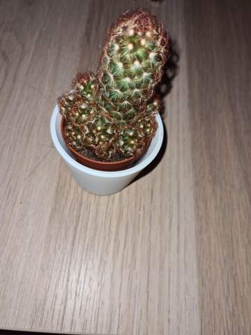 Kann ich diesen Kaktus in die Vase tun?