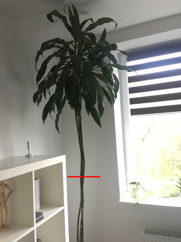 Der Problem-Drachenbaum - (Pflanzen, Pflanzenpflege, Zimmerpflanzen)