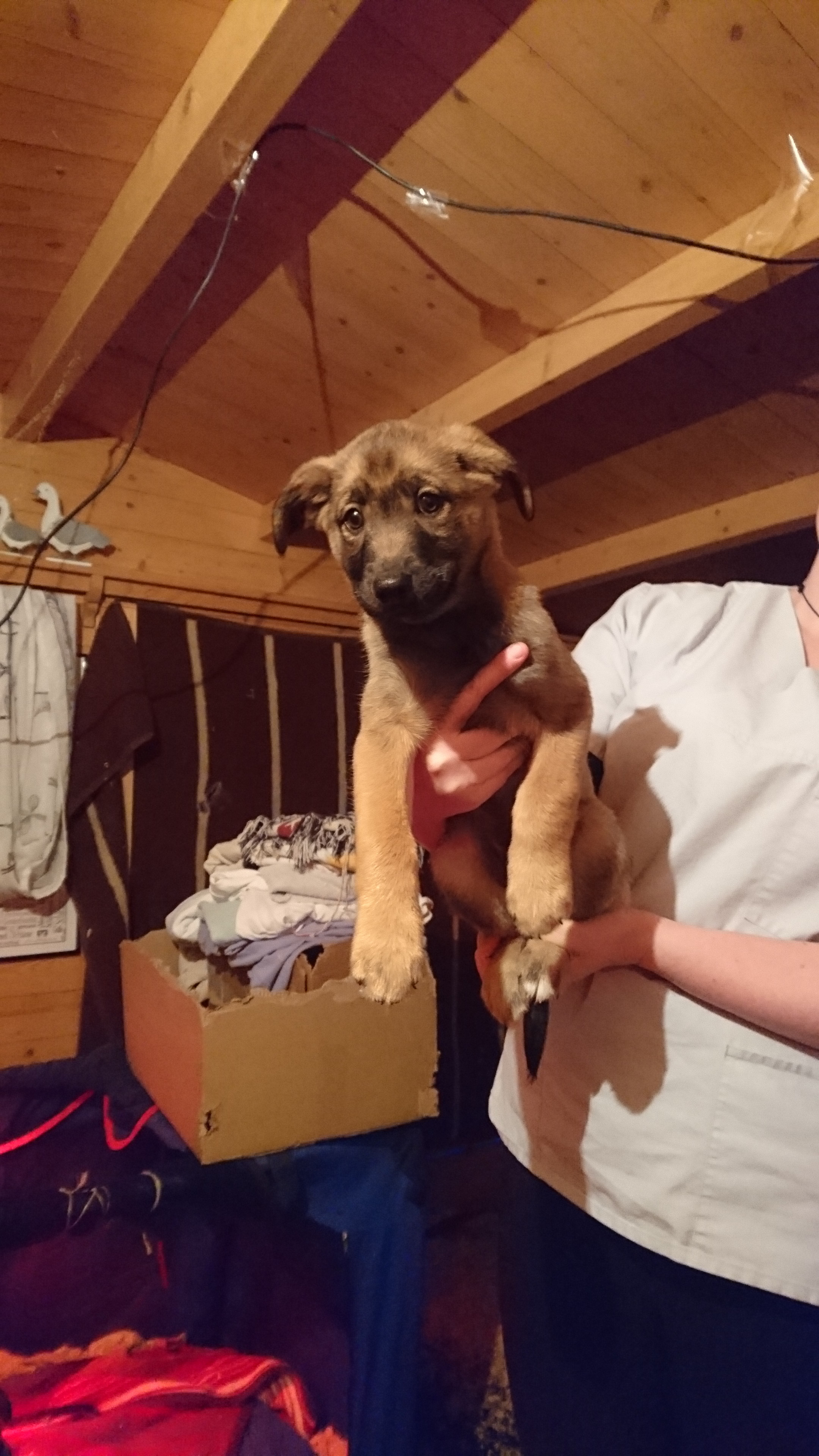 Kann ich einen Welpen so an seine zukünftige Schlafbox gewöhnen? (Hund
