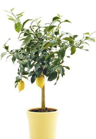 ungefär so - (Wohnung, Baum, Früchte)