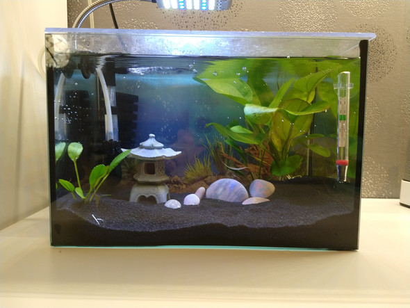 Kann ich in meinem 12 Liter Becken Garnelen halten? (Aquarium