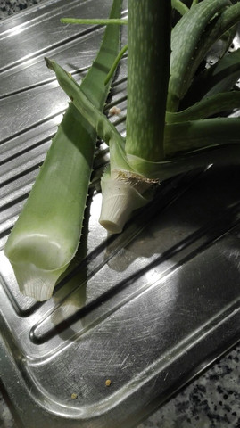 Kann Ich Meine Aloe Vera Retten Pflanzen Garten Pflanzenpflege