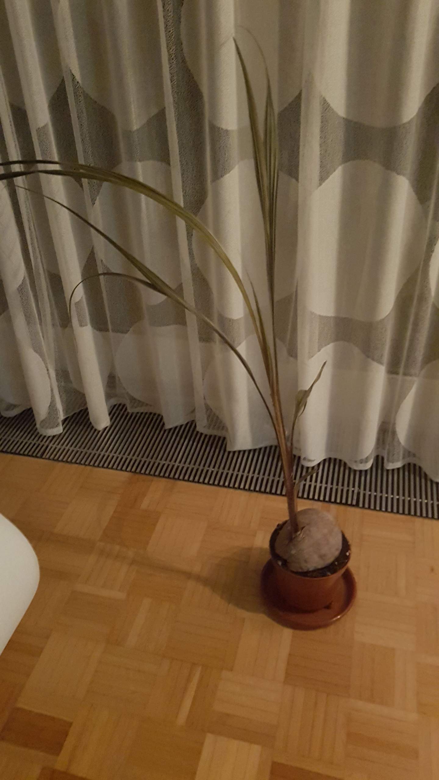 Kann ich meine Kokospalme retten!? (Pflanzen, Palme, Kokosnuss)