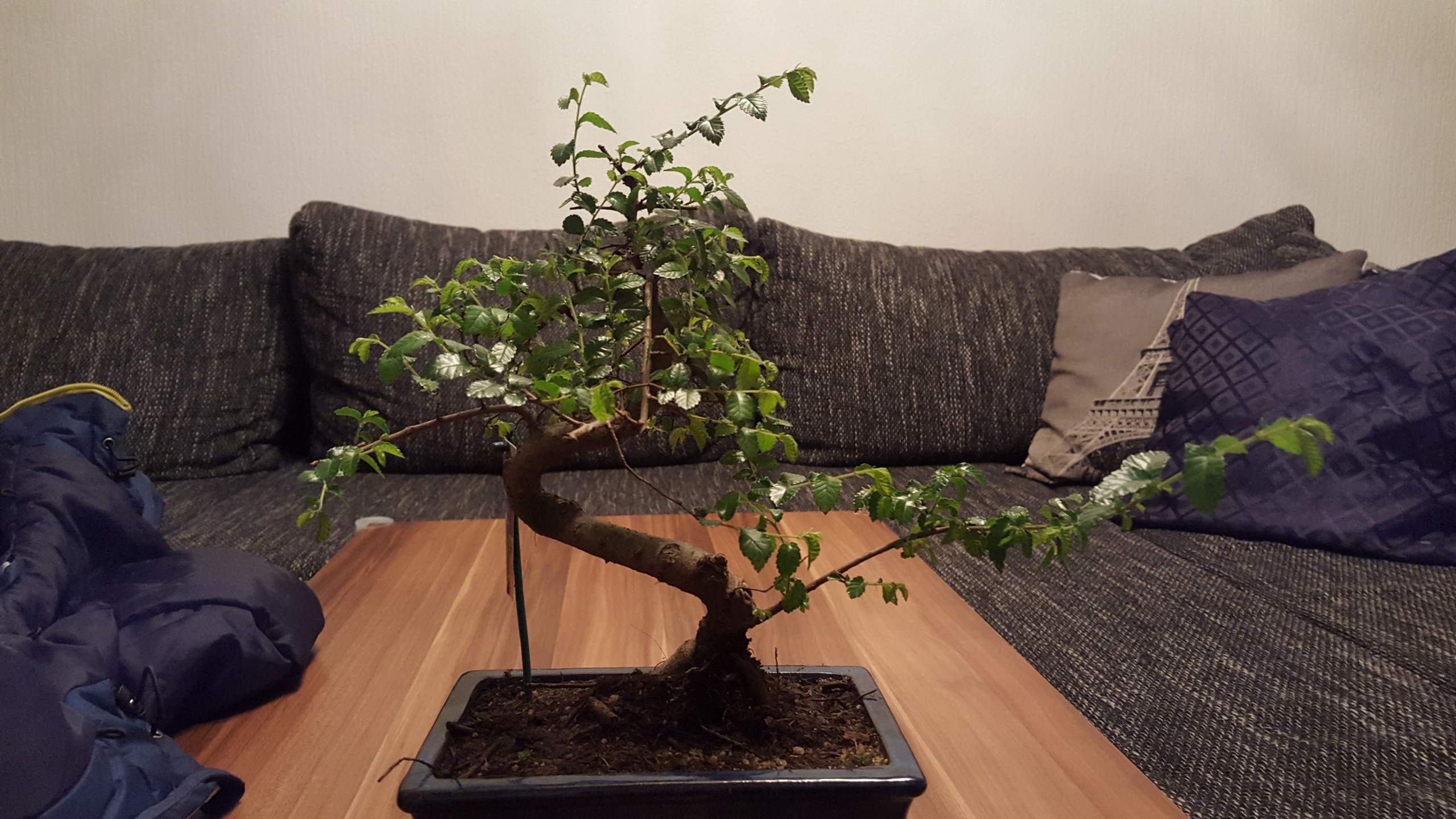 Kann ich meinem Bonsai (Chinesische Ulme) auch im Winter die Triebe krzen?  Habe ihn gestern bekommen und finde er sieht ein wenig wild aus.?