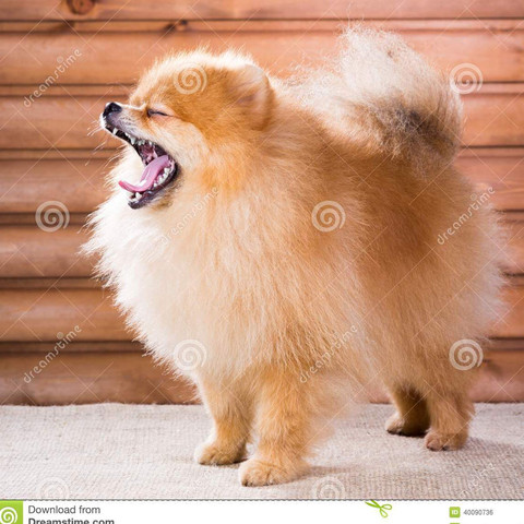 Pomeranian,Zwergspitz - (Tiere, Hund, Futter)