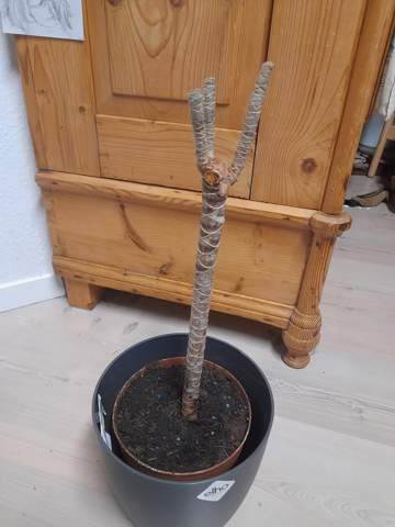 bonsai ficus microcarpa ginseng pflege Ficus microcarpa Ginseng kaufen | 80 cm main image 0